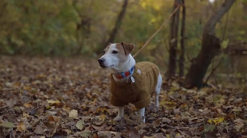 Dog Wearing a Sweater in a Forest in Autumn