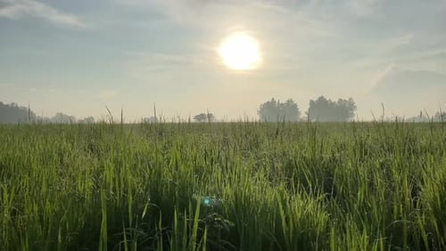 beautiful rice plants in the morning