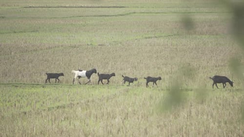 A herd of goats is walking through a paddy field after the paddy is cut to root.