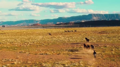 Wildpferde in Arizona: Aus der Sicht einer Drohne. Majestätische Berge am Horizont zu sehen.
