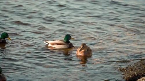 A family of wild ducks swims in clear water near a rocky river bank.