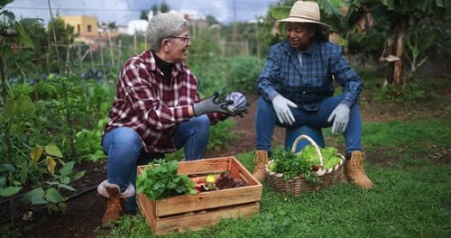 Elderly multiracial women having fun together during harvest period in the garden