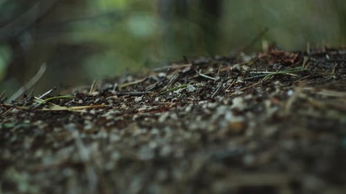 Close-Up View of Ant Nest in the Forest