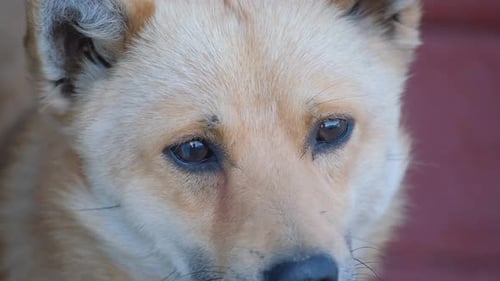 Nahaufnahme eines schönen gelben Hundes, der in die Kamera schaut Portrait eines Hundes