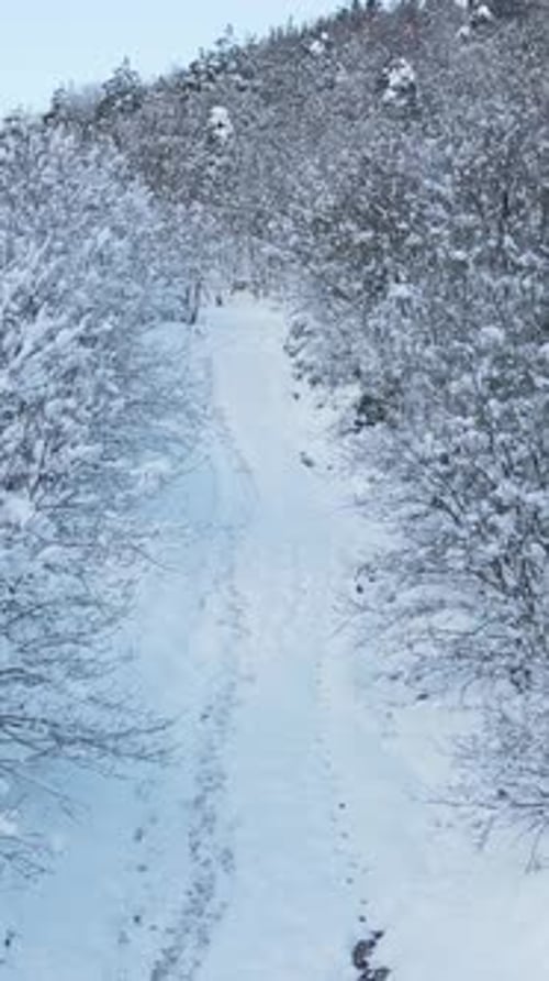 Frozen Forest Snow Road Aerial View
