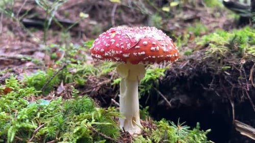 Fly Agaric Mushroom in Forest, Pulled from Ground