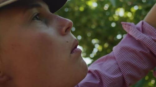 Close Up a Woman Collects and Eats Mulberries From a Tree Harvesting in the Garden