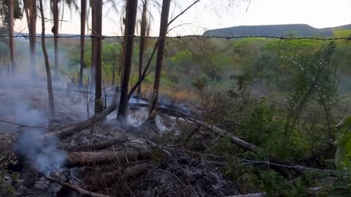 Smoke Rising from Scorched Earth Near Tree Line