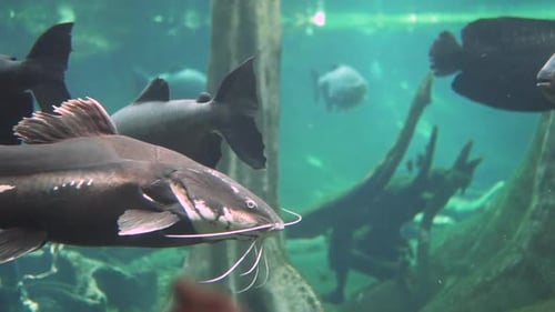 Redtail catfish swimming in a flooded forest in the amazon river
