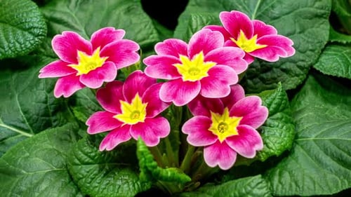 Primrose Time Lapse of First Spring Flower Blossom. Primula Vulgaris Background