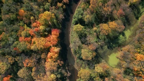 Incredible Colourful Aerial Shot of Forest and River at Autumn Over Colorful Fall Trees Top Down