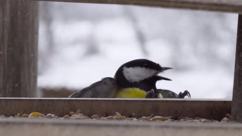 Angry great tit at swinging wooden bird feeder with seed inside, winter