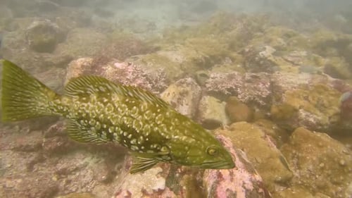 Scuba Diving with a Large fish close to the camera in the Atlantic Ocean