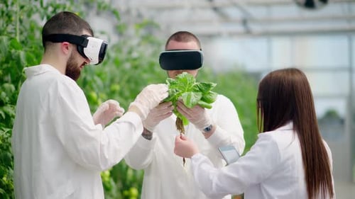 Three laboratory technicians in white coats wearing Virtual Reality headsets, analysing lettuce grow
