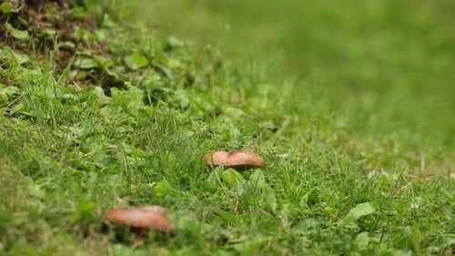 Penny Bun Mushrooms On Forest. Hand Pulls Out The Mushroom. Close up