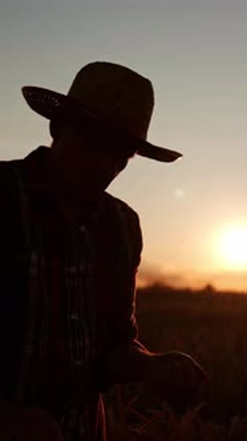 Farmer in Wheat Field Examines Grains at Sunrise