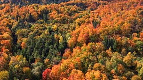 Aerial View of Colorful Autumn Forest with Orange and Green Trees