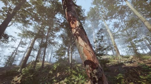 Morning Light Filters Through a Serene Forest with Tall Trees and Mist