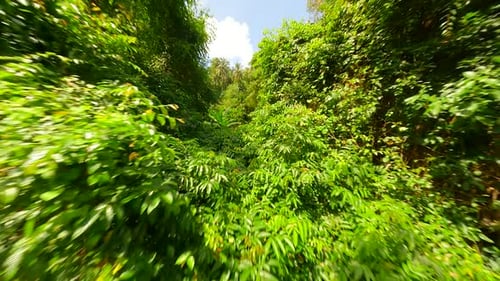 Smooth FPV Flight Through the Lush Tropical Rainforest on Sunny Day Thailand