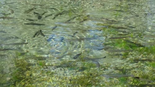 Fish Swimming In Fish Pond 3