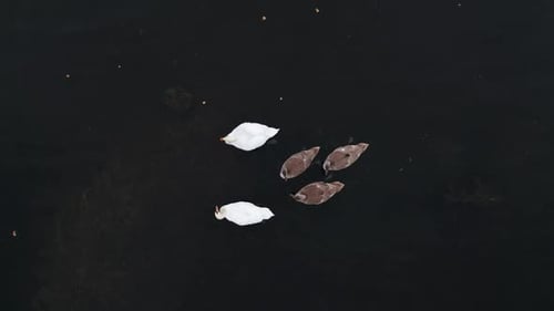 Schwanenfamilie auf dem See