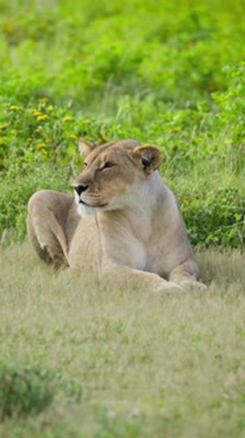 Löwin ruht sich im hohen grünen Gras einer Savanne aus, ein afrikanisches Wildtier und ein gefährliches Raubtier suchen