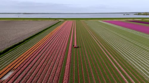 Aerial View: Topping Pink Tulips in the Flower Fields.