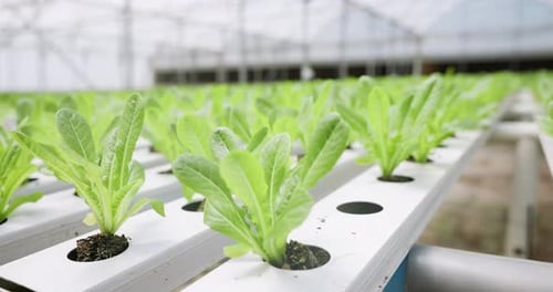 Hydroponic farm, leaves growth or greenhouse with plant production, modern agriculture innovation