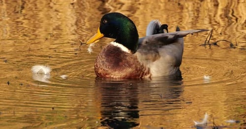 Mallard male , Anas platyrhynchos, the Camargue, Southern France