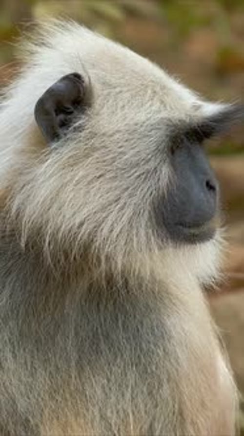 Singe indien Langur gris Hanuman Langur dans le parc national de Ranthambore, Rajasthan, Inde