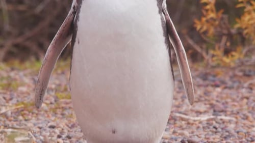 Magellanic Penguin Close Up in Natural Habitat