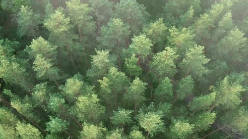 Video from a drone, fog over a pine forest at sunrise in summer.