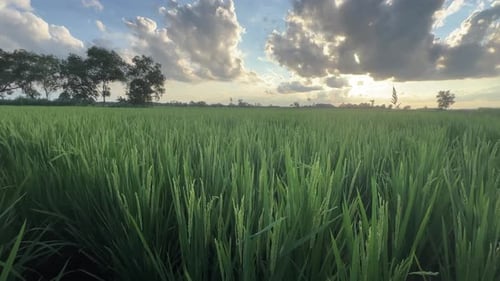 green and fertile rice fields in the countryside
