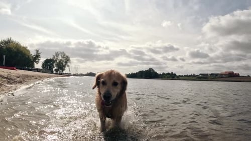 Young Golden Retriever Dog Running By Shore Over The Beach
