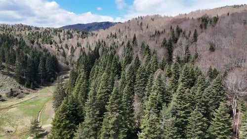 Trees on the Plateau