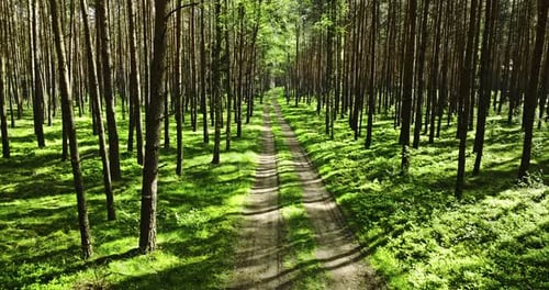 Green forest and foot path in spring at sunlight, Poland.