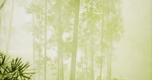 Bamboo Forest Shrouded in Mist and Soft Sunlight During Early Morning Hours