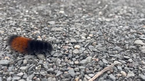 Banded Woolly Bear Caterpillar Crawling In Pebble Stoned Ground. Close Up