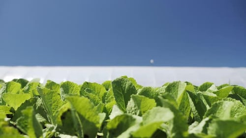 Camera Movement Along a Young Green Seedlings Hinese Cabbage Near Greenhouse
