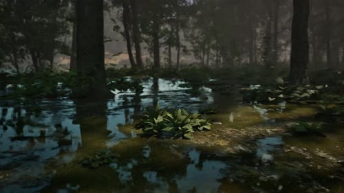 Rays of Light Falling Through the Mist and Trees in the Swamp