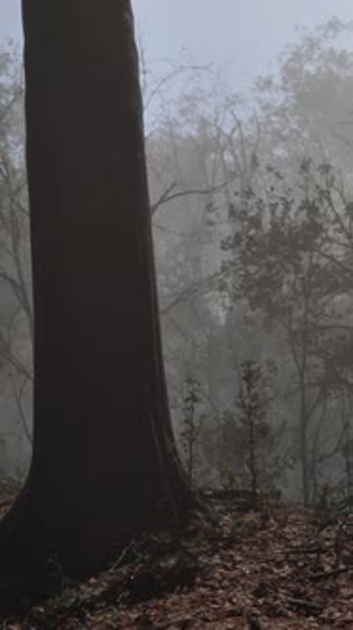 Fantasy Moody Forest in Autumn