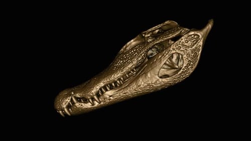 Rotating 3D Alligator Skull Anatomy Loop
