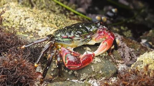 Crabe de rivage rayé à griffes rouges