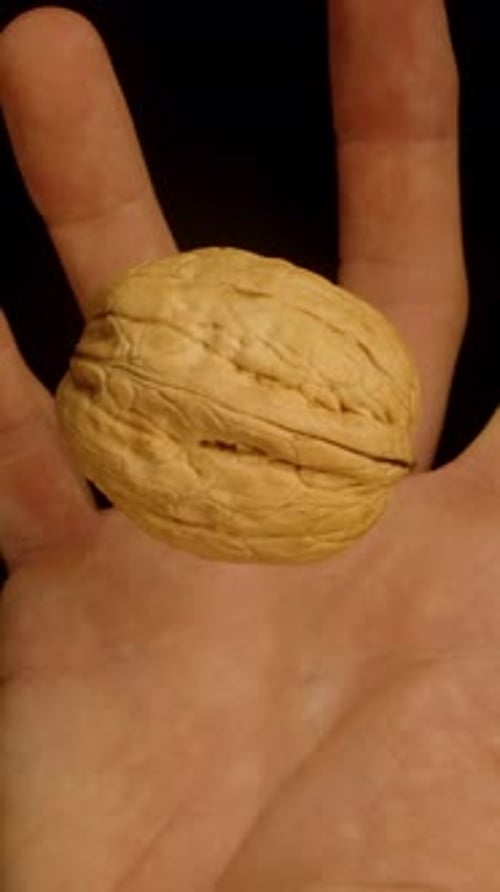 Vertical video. view of a walnut rotating and falling onto a hand, against a black background