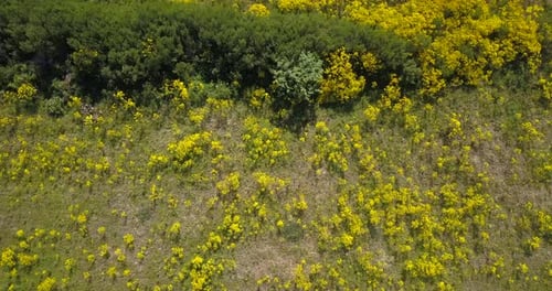 Aerial View of Field With Yellow Flowers and Trees