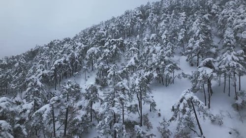 Snow Covered Trees on Mountain in Winter