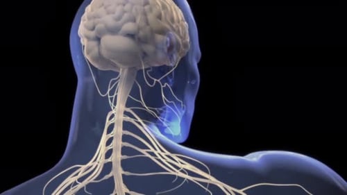 Transparent human body showing brain and nervous system