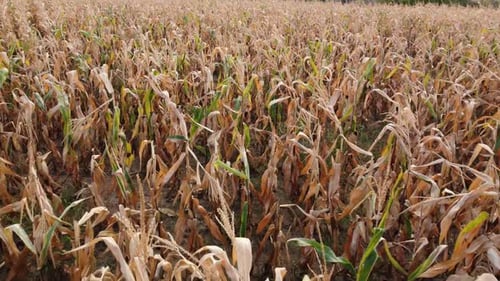 Aerial View of Ripe Maize Crop Corn Field
