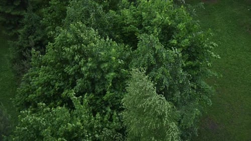 Grüne Bäume, die sich von einem hohen Aussichtspunkt aus im Wind wiegen