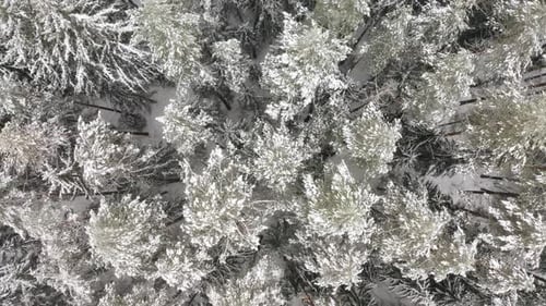 Aerial View of a Winter Snowcovered Pine Forest